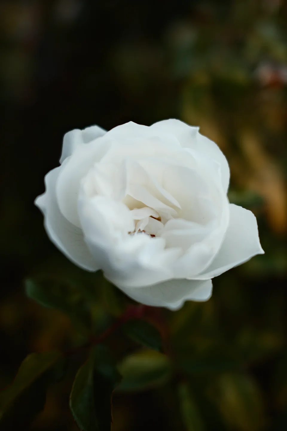 DSCF6947