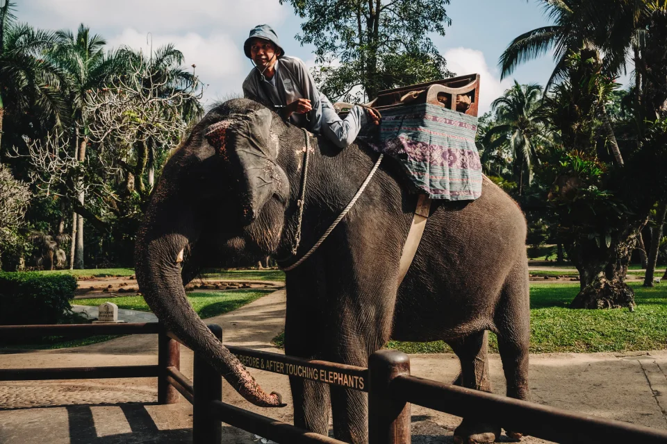 The Mahout